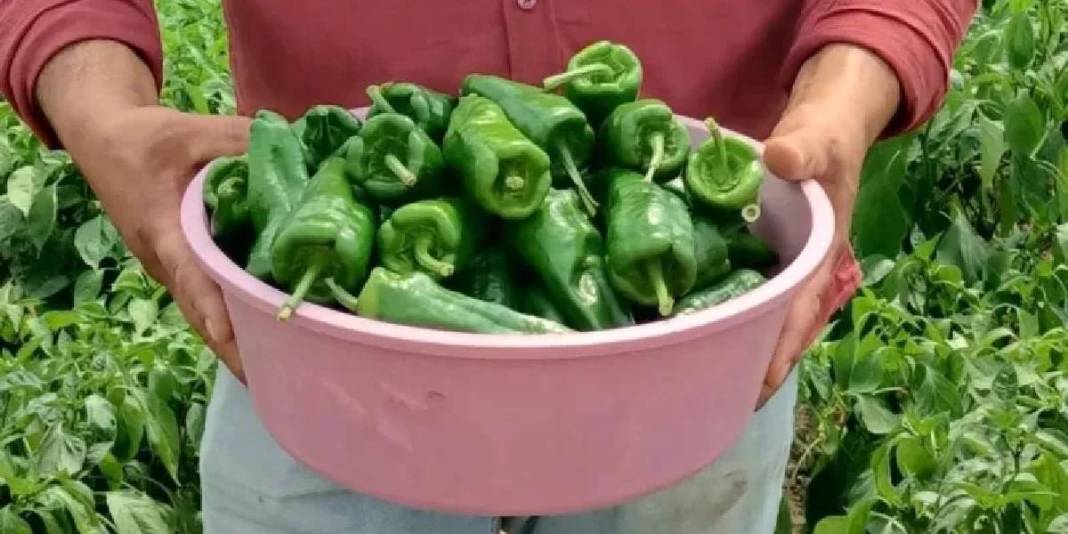 Etli ve gevrek yapısıyla dikkat çekiyor, ata tohumundan 150 yıldır yetişiyor! Bölgenin gözdesi: 250 TL’ye yok satıyor 3